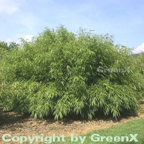Preisvergleich Produktbild Gartenbambus Rufa 40-60cm - Fargesia murielae