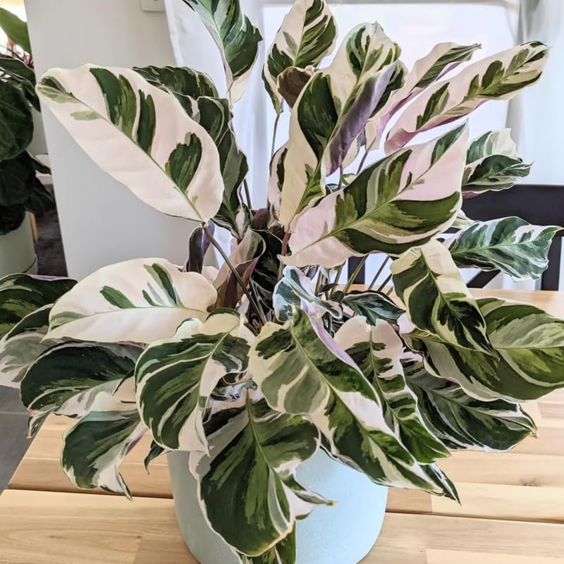 Calathea Live Plant, Calathea Plant Live Houseplants, Calathea Prayer Plant Live House Plant, 4 Inches Pot