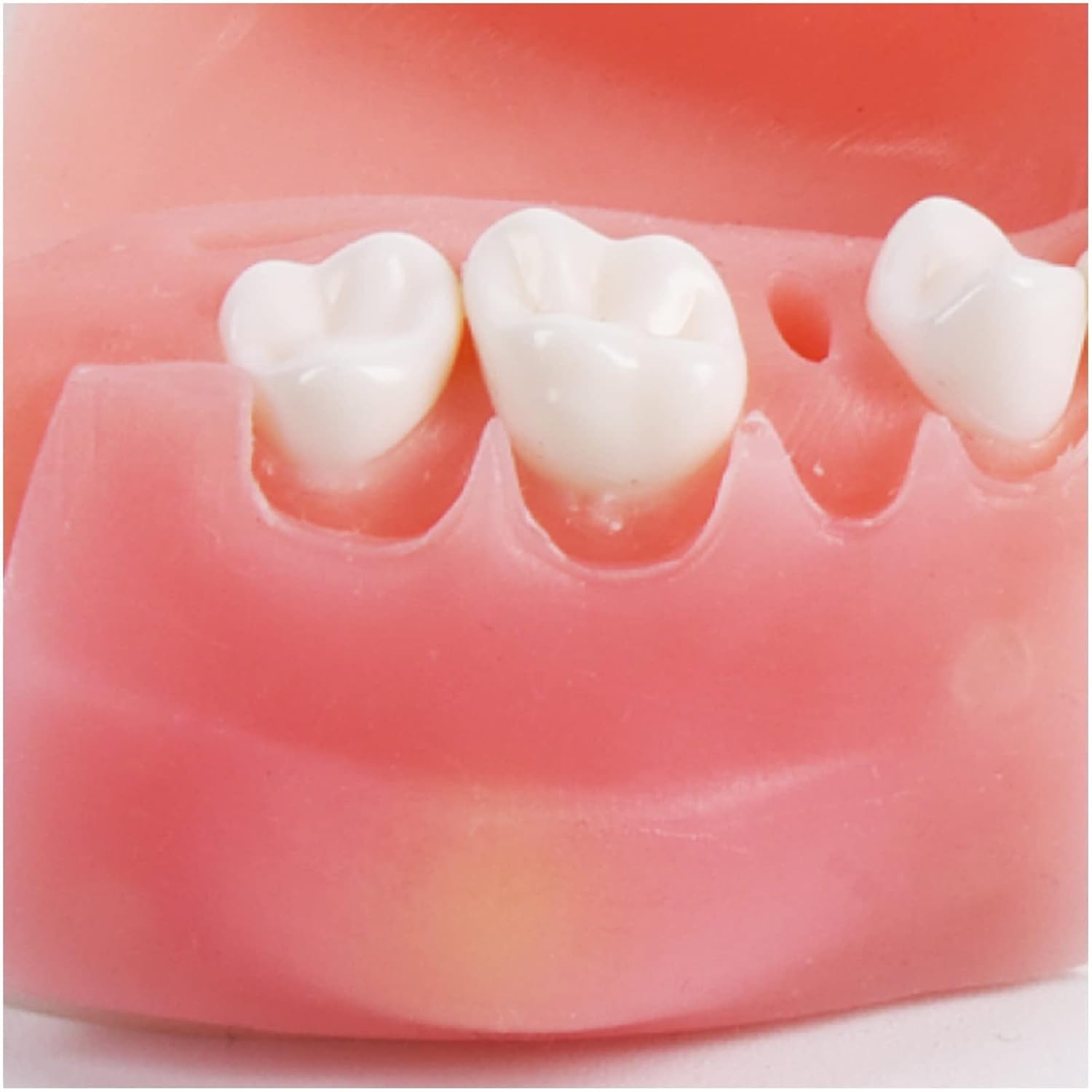 Simulatore di addestramento for denti dentali orali umani, modello, strumento di pratica di sutura, modulo in silicone, denti, gengive, cuscinetto parodontale(Upper Jaw)