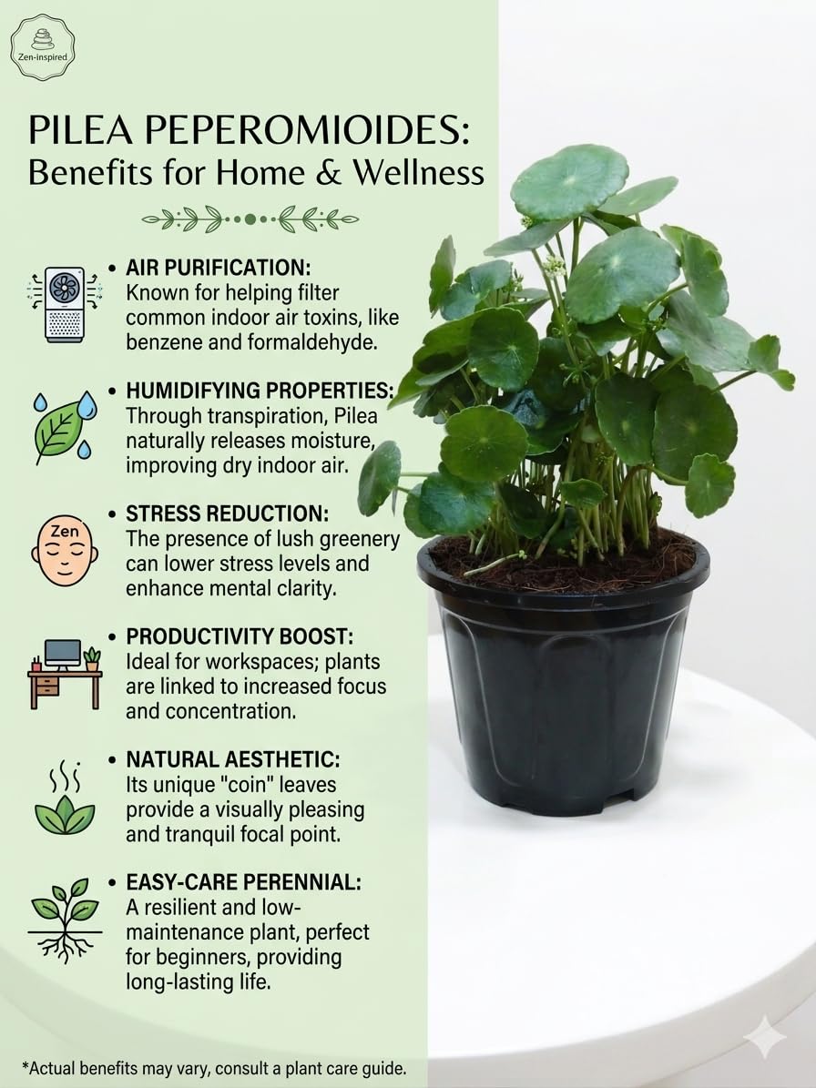 Chinese Money Plant - Lucky Indoor Plant -3