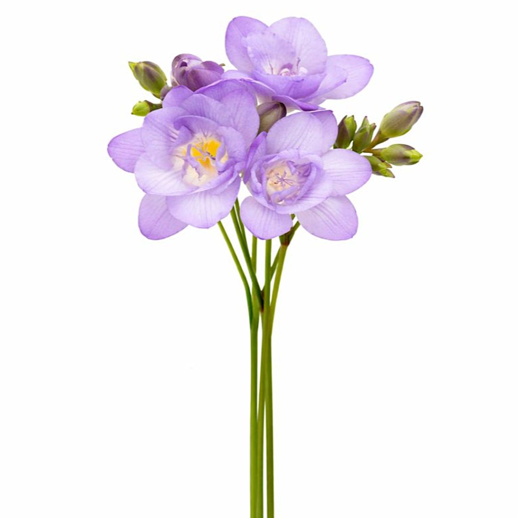 Freesia Double Blue Bulbs Easy to Grow
