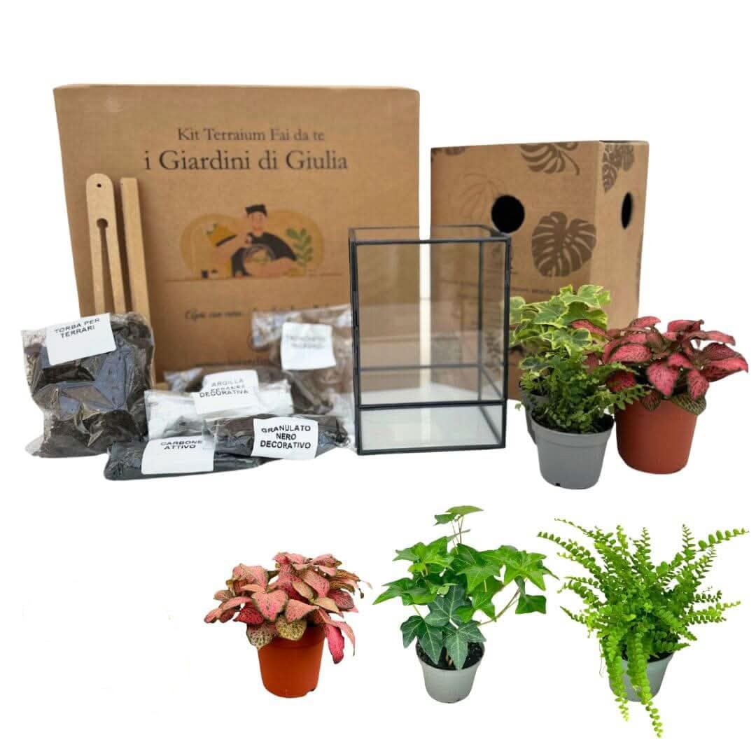 I GIARDINI DI GIULIA - Kit Terrarium DIY | Contenedor Geométrico de Vidrio y Hierro | Incluye 3 Plantas y Sustratos | Ideal para Diseño de Interiores, Negro y Transparente