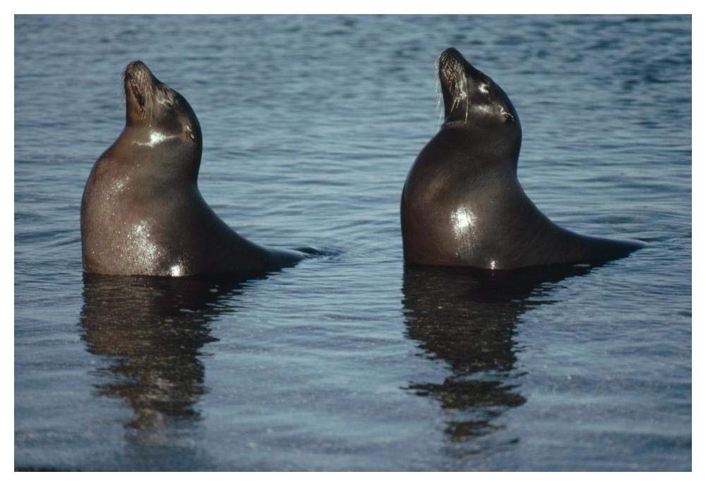 Artworks Italia Galapagos Sea Lion pair sunning in tide pool, Galapagos Islands, Ecuador-Paper Art-50"x34"
