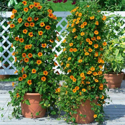 Portal Cool Black Eyed Susan Vine - Thunbergia Mix - Thunbergia Alata (15 Semi)