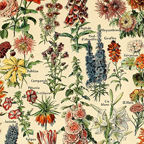 Meishe Art Vintage Poster Print Flower Floral Botanical Collections Garden Flowers And Plants Identification Reference Chart Diagram Home Wall Decor #TOP4
