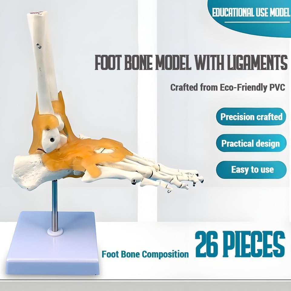 Human Foot Joint Model with Ligament, 1:1 Foot Skeleton Anatomy Model, with Ligament Ankle, for Medical Teaching, Educational Anatomy Study.