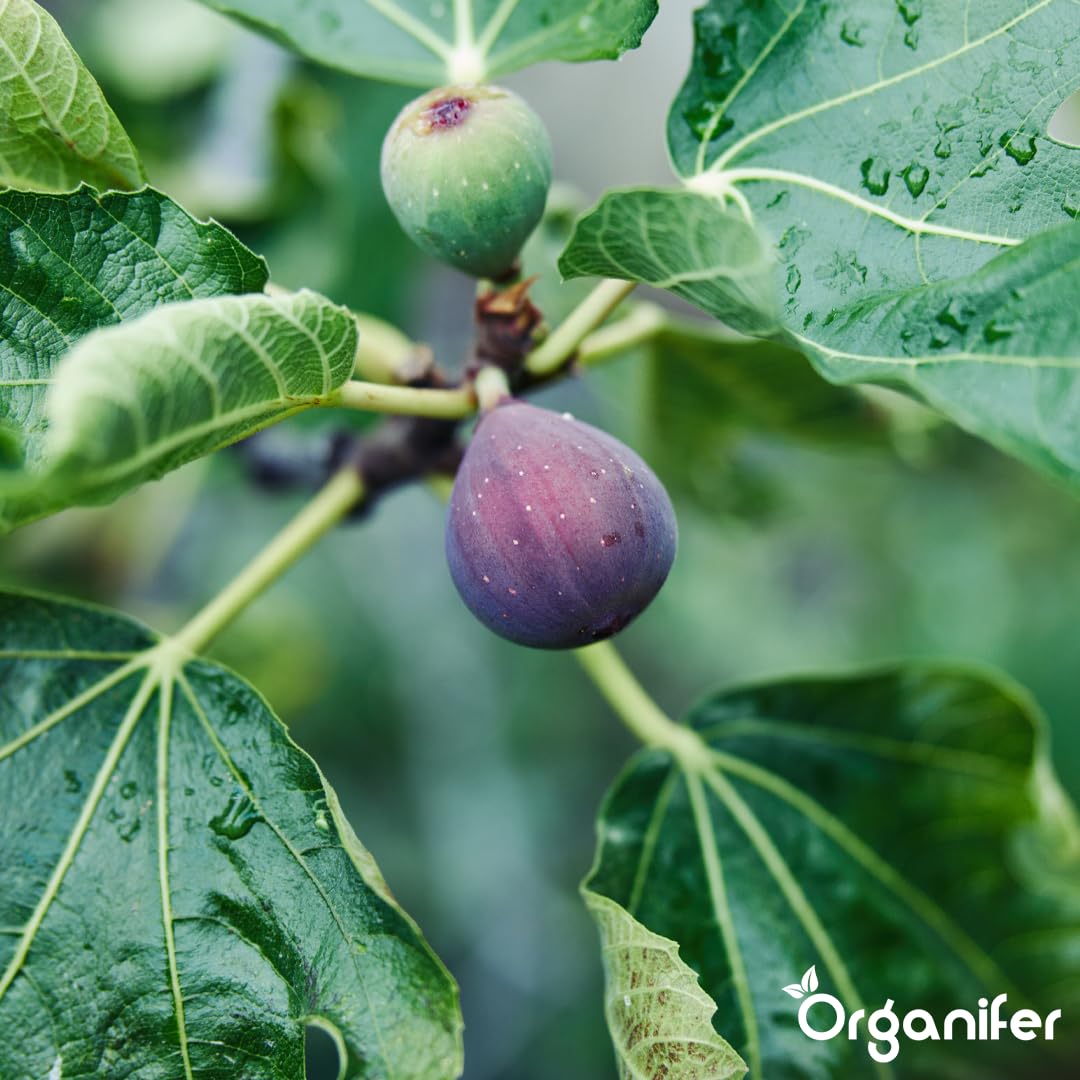 Fertilizante Líquido - 10L - Para Higuera - NPK 2-1-8 | Hojas Lujosas Y Crecimiento Óptimo - Organifer