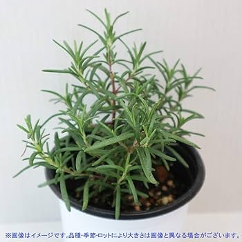 Amazon.co.jp: ハーブ苗 ローズマリー トスカナブルー 2個セット
