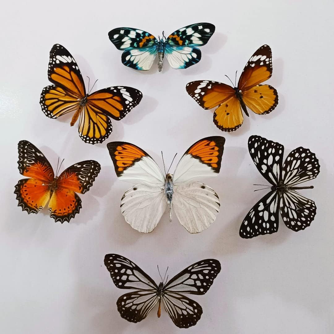 8 pcs of Real Dried Dead Butterflies with Spread Wings Shaped, Natural unmounted Butterfly specimens for Art, Decorations, Taxidermy and Gifts for Kids and Family
