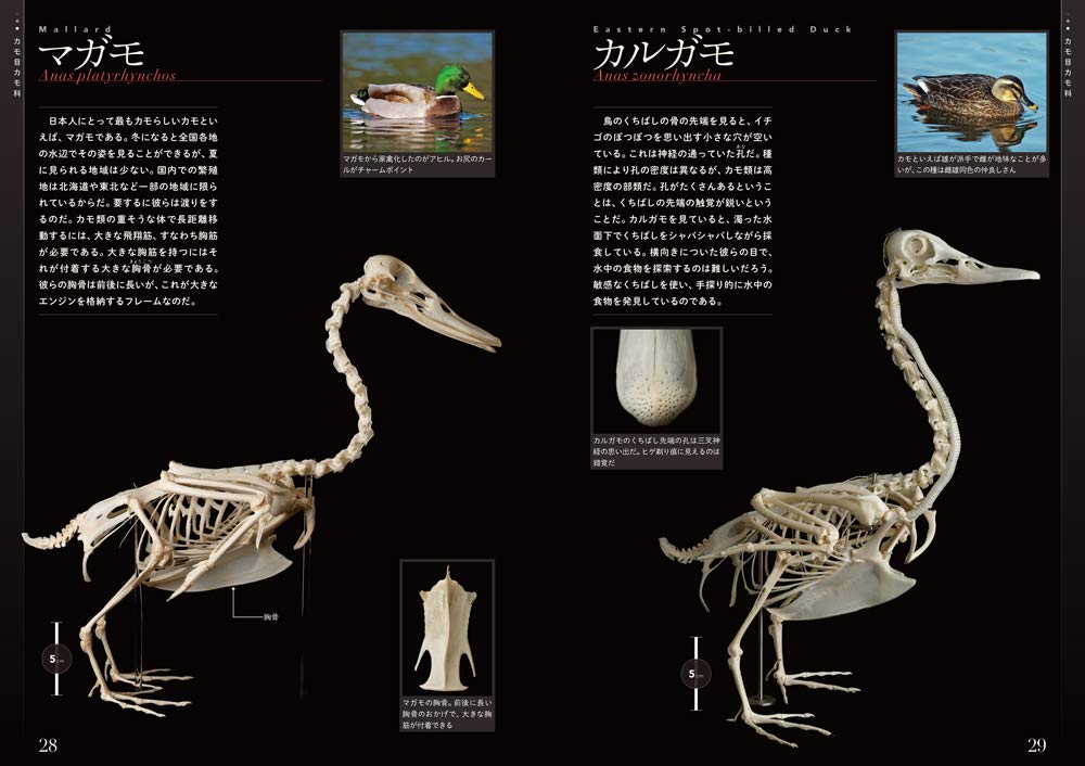 Amazon Co Jp 鳥の骨格標本図鑑 Birder Special 川上 和人 中村 利和 Japanese Books