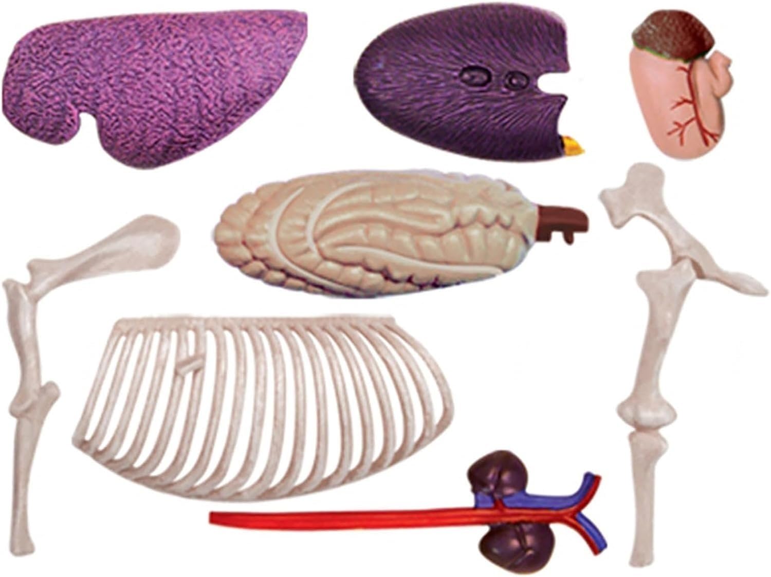Modelo de acupuntura equina, Modelo de anatomía equina 4D, espécimen de Esqueleto Animal, 26 Piezas Desmontables, Modelo de enseñanza médica para clínica Veterinaria, formación Veterinaria, demostrac