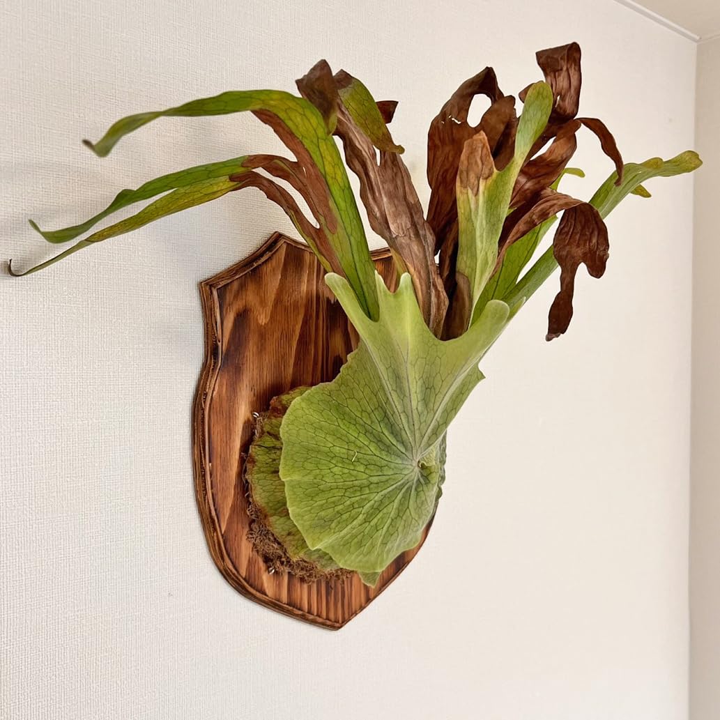 Amazon｜【おしゃれな壁掛け観葉植物】森の王冠！大型種 ビカクシダ