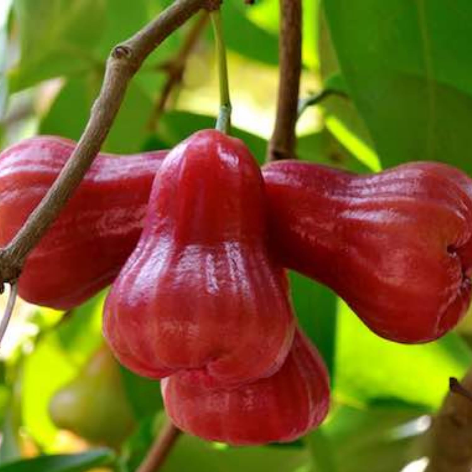 Hug A Plant | Rose Apple/Rose Java Apple (Syzygium jambos) Fruit Live Plant (Home & Garden) (B0CJXVHY1R) Amazon Price History, Amazon Price Tracker