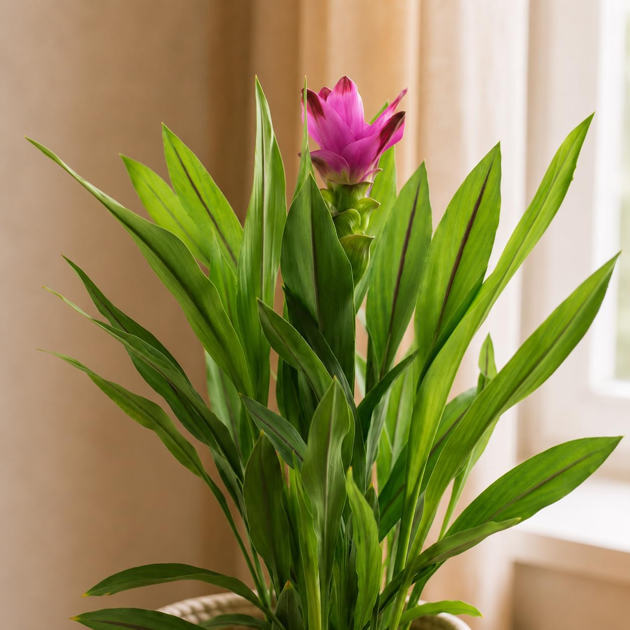 Curcuma – Vera pianta d'appartamento, curcuma – altezza ca. 55 cm, diametro vaso 14 cm