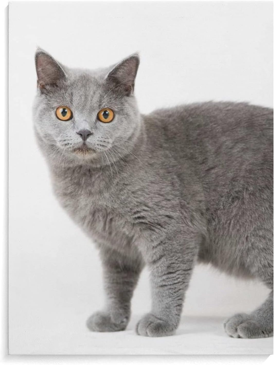 Amazon Co Jp 猫 ブリティッシュ ショートヘア アートパネル 絵画 油絵 インテリア オシャレ 部屋飾り キャンバス 色褪せない アートパネル 30 40cm 書斎 贈り物 会議室 アートポスター 木枠付き ホーム キッチン Amazon Co Jp 猫 ブリティッシュ ショートヘア アートパネル 絵画 油絵 インテリア オシャレ 部屋飾り キャンバス 色褪せない アートパネル 30 40cm 書斎 贈り物 会議室 アートポスター 木枠付き ホーム キッチン