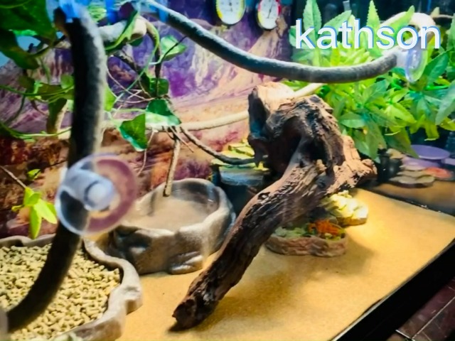 Kathson Bearded Dragon Hammock & Jungle Vine Set - 3 PCS Seagrass Lounger, Climbing Vines & Leaves For Reptile Tanks