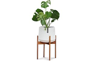 Fox and Fern Matte White Pot with Acaccia Plant Stand