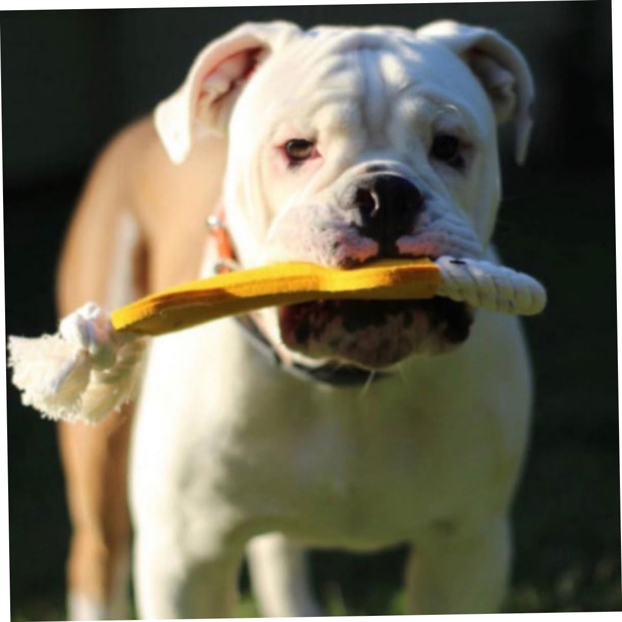 minkissy 12 Piezas Juguetes para la dentición Perro Juguetes de Navidad encantadores Juguetes para Masticar Juguetes para Perros pequeños Suministros de Mascotas Perro Mascota Molar Cuidado
