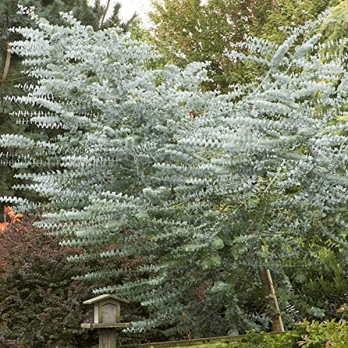 Outsidepride Eucalyptus Silver Dollar Tree Garden Seeds - 25 Seeds