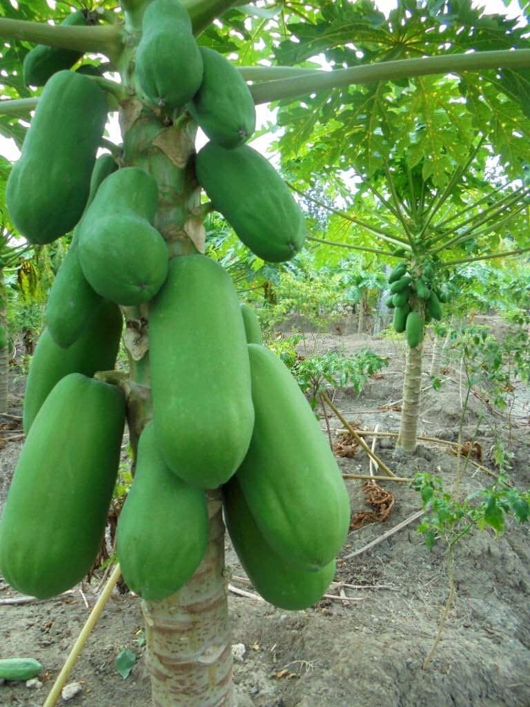 Green lady papaya seeds original (340 seeds) (B0CXDQ5G6Y) Amazon Price History, Amazon Price Tracker