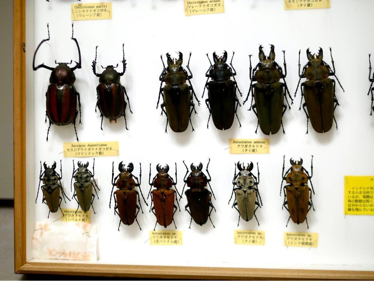 昆虫標本 テナガコガネ各種 クワガタモドキ 産地別コレクション研究用
