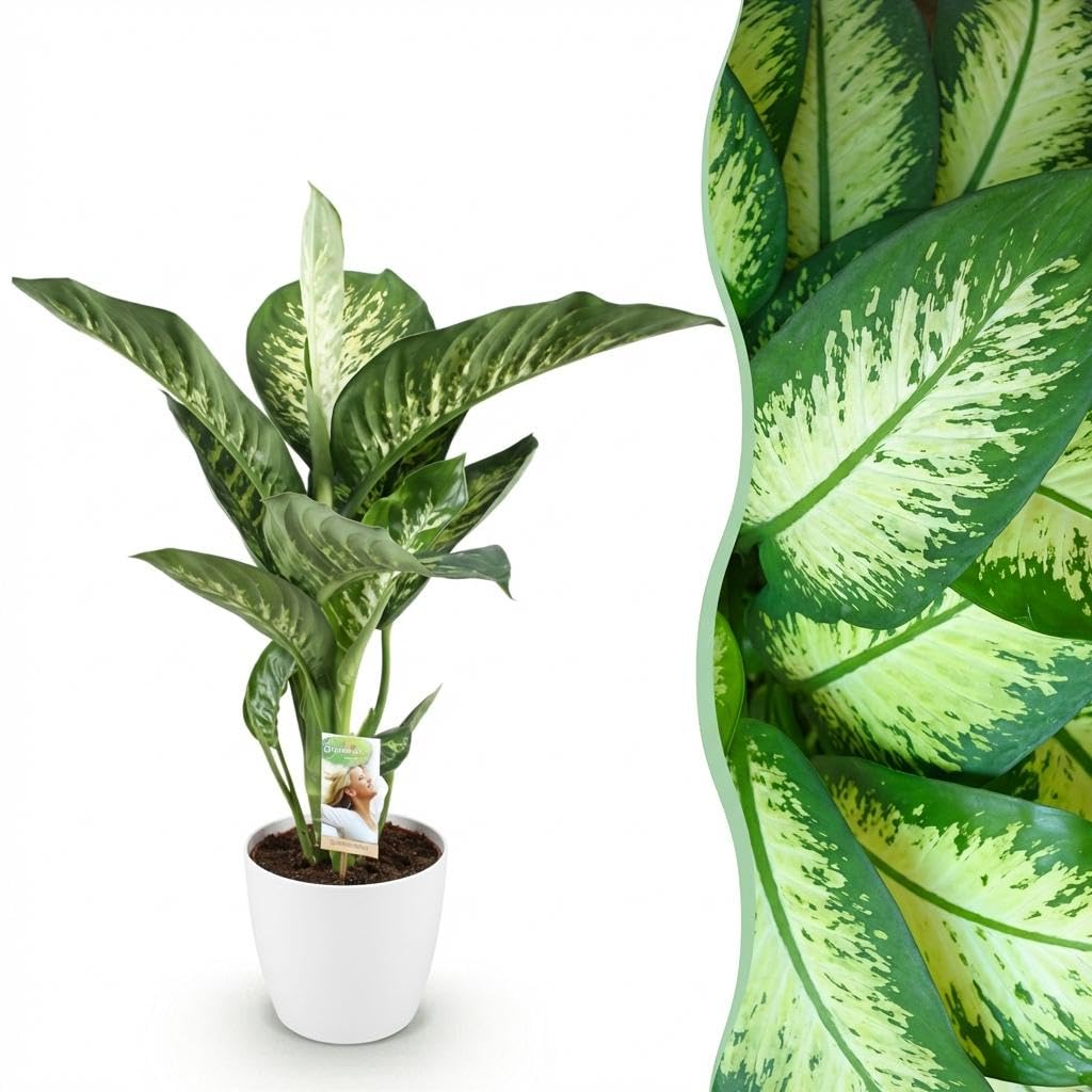 Diefenbachia Tropic Snow - Dieffenbachia - Pflegeleicht - Grün - mit Potter White - 90-100cm - Ø21cm - Zimmerpflanze - Komplettes Set - Pflanze mit Topf
