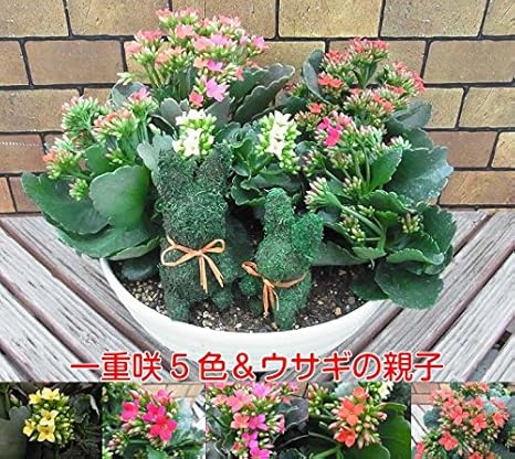 Amazon 一重咲きカランコエ 5色寄せ植え ウサギの親子付き 8号鉢 お届け先地域によっては別途送料が発生する場合があります 花