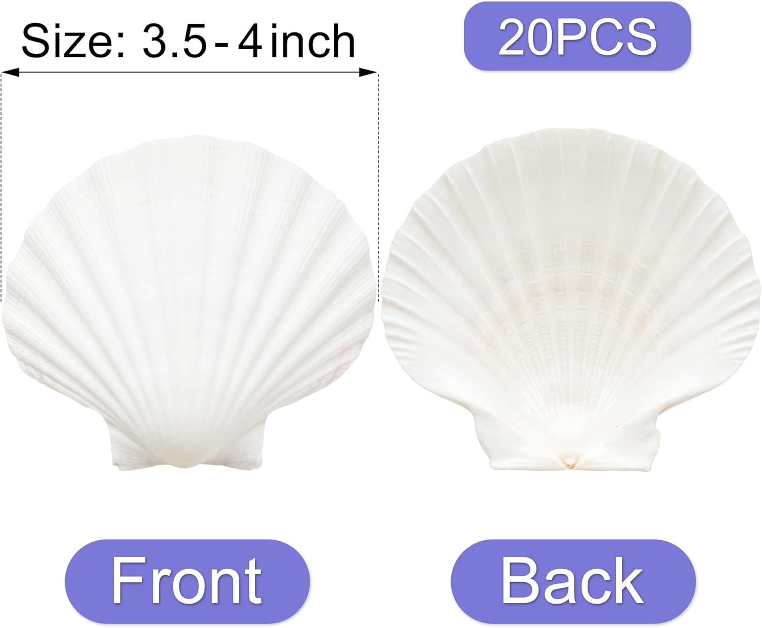 Denking 20 PCS Scallop Shells 3.5-4 inch Natural White Seashells for DIY Painting, Craft, Baking, Beach Wedding & Home Decor(20PCS 3.5"-4")