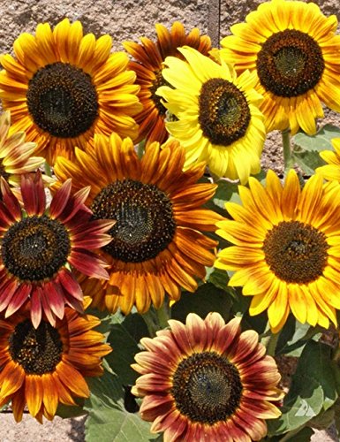 Sunflower Double Colored Flower Seeds-picture-14
