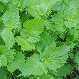 semillas de shiso - Cocina orgánicas perennes resistentes, Jardín 1000pcs