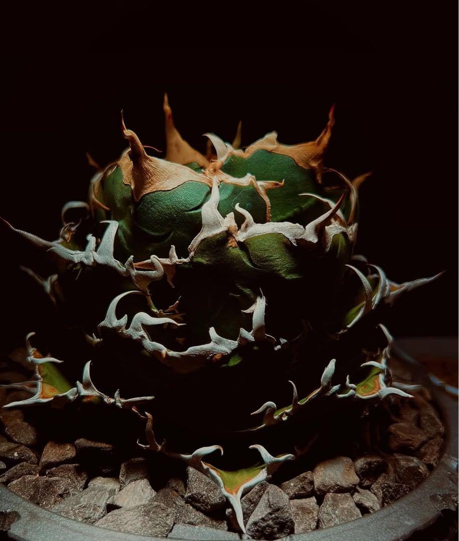 白鯨 アガベ オテロイ チタノタ