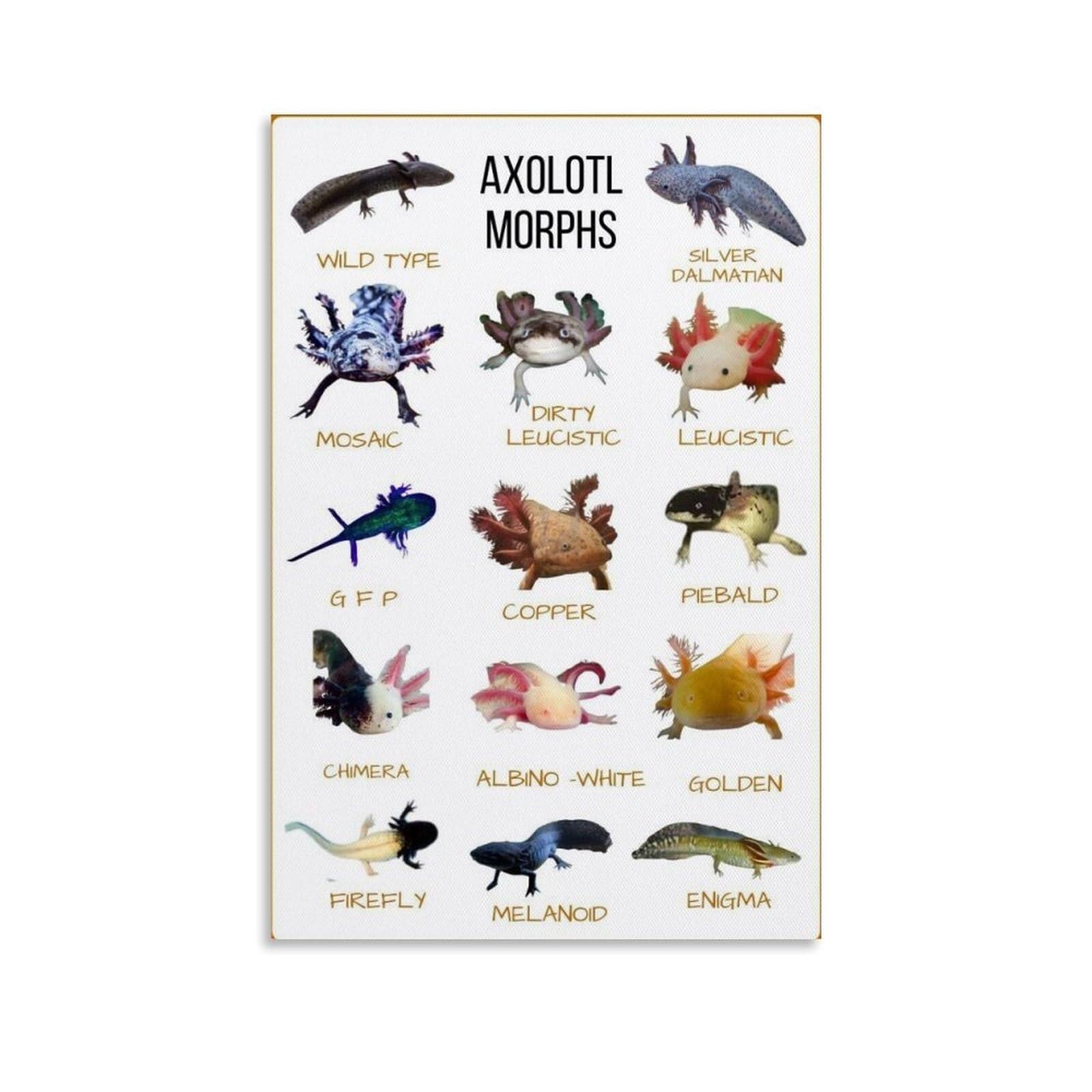 FOPURE Cute Axolotl Canvas Wall-Art - Vibrant of Aquatic Salamander Morphs, Aesthetic Print for Bedroom, Nursery, and Pet Lover Decor(Framed,08x12inch(20x30cm))