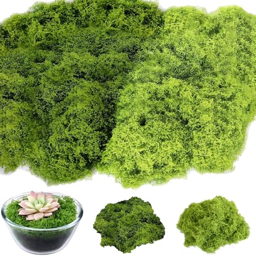 QckZee 100g Moos Deko, Kunstmoos zum Dekorieren, Islandmoos Moos zum Basteln, Kunstrasen zum Basteln, Kunstpflanze, Fake Pflanzen für Übertöpfe Künstlicher Pflanzen für Aquarium, Krippe Modellbau
