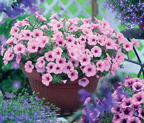 di semi di casa giardino di 100 Petunia semi miraggio multicolore selezione 5