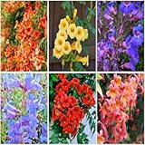 Mixrug Hummingbird Trumpet Vine Plant Seeds...
