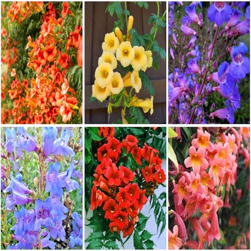 Mixrug Hummingbird Trumpet Vine Plant Seeds Outdoor-100+Trumpet Creeper Seeds for Planting -Mixed Hummingbird Flower Seed Non-GMO Heirloom for Outdoors Garden