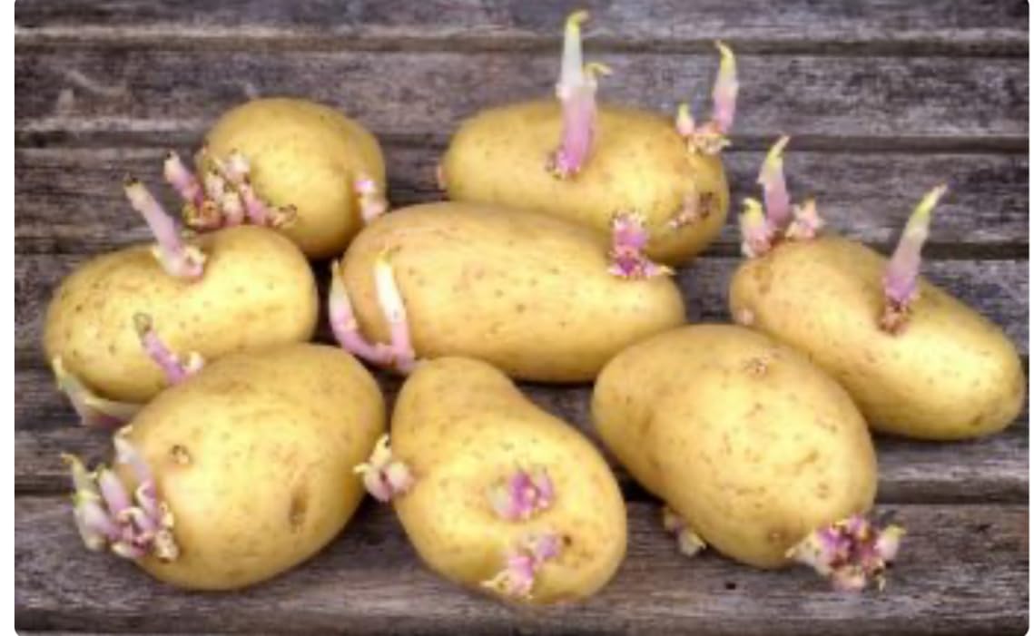 Antigerminatif phytorégulateur Pour pommes de terre, ail et oignon 500 ml. Inhibiteur systémique de germination pour pommes de terre, oignons et ail.