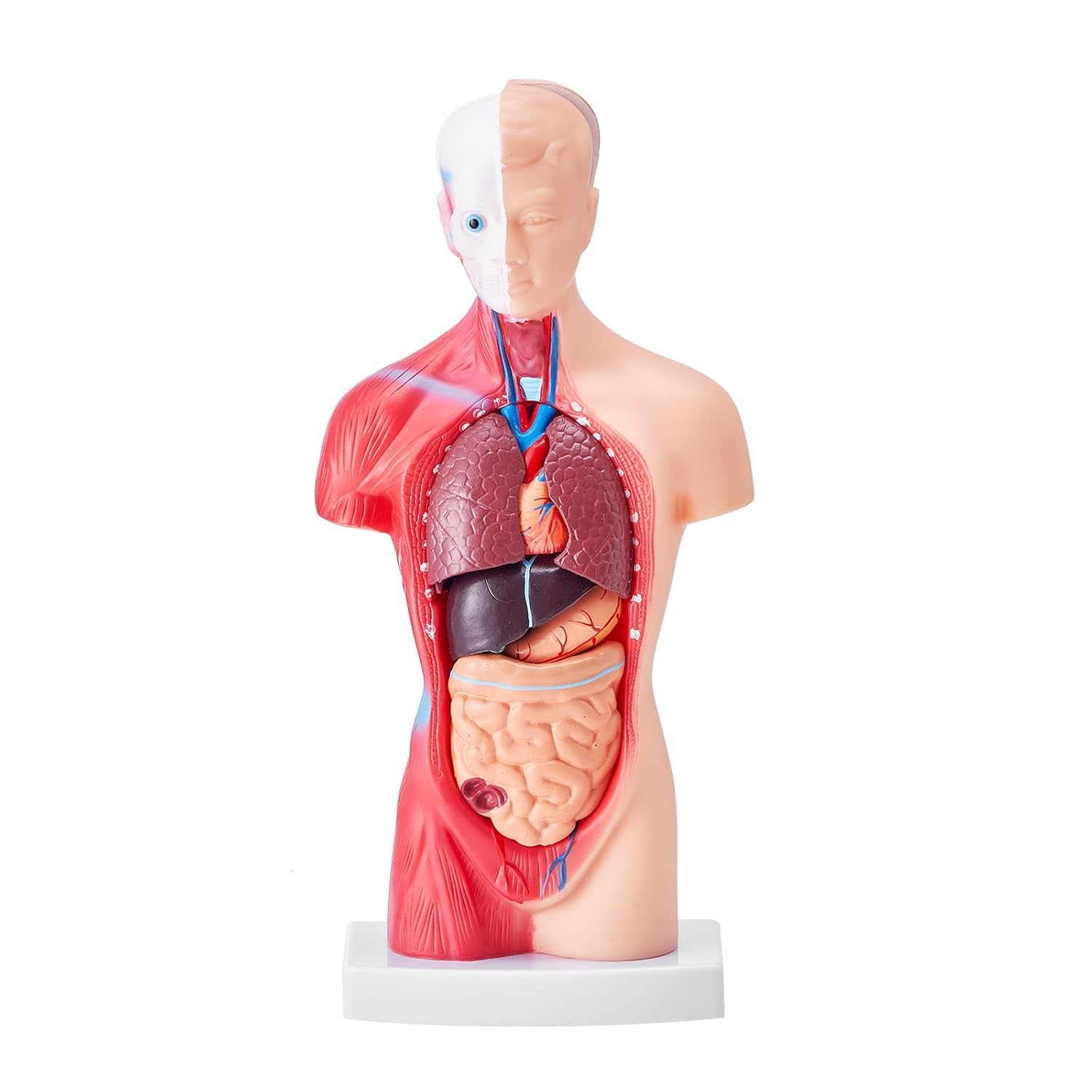 Modello di busto umano, 15 parti rimovibili modello anatomico da 11 pollici con organi, strumento educativo per studenti che imparano la scienza
