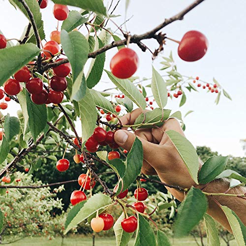 Cherry Republic Cherry Jam - Generous Chunks Of Michigan Tart Cherries - 9 Oz Jar #TOP1