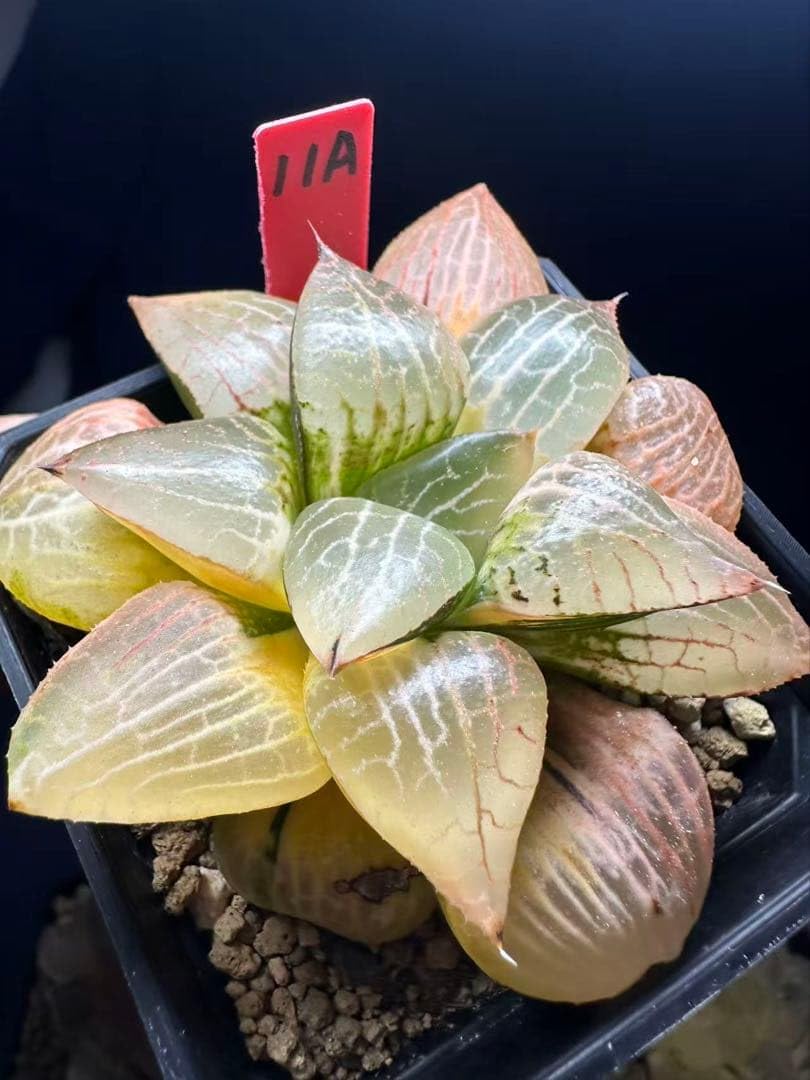 ☆☆水晶コンプト錦＊ハオルチア☆ Amazon.co.jp: 11a 多肉植物 ハオルチア 水晶コンプト錦 自家繁殖