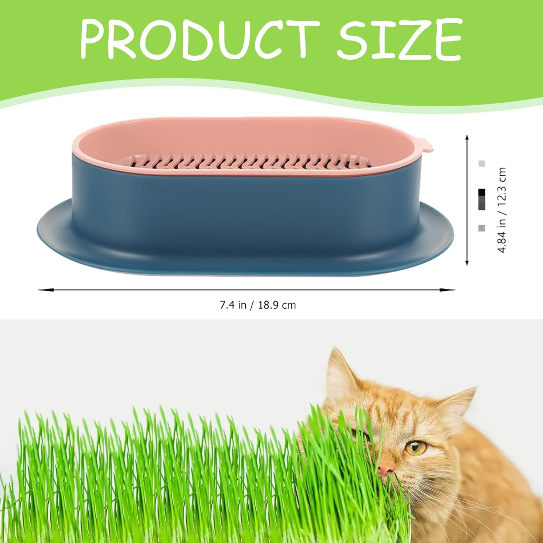 Vaso Idroponico Per Erba Gatta - 2 Pezzi, Senza Terra, Facile Da Coltivare - Foto 8