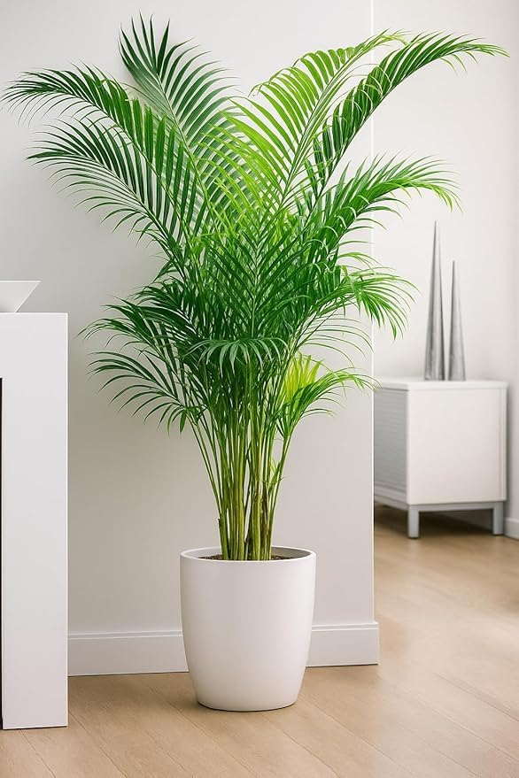 GPPSSS NUSERY Areca Palm Plant – Natural Air Purifier – Indoor & Outdoor Organic Plant – Stylish Home & Office Décor –[Pack Of 1] Fresh Live Plant Without Pot-image-32