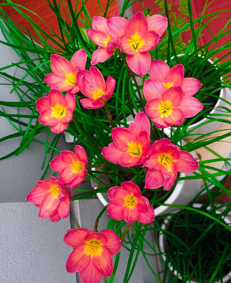 Orange White Rain Lily All Season Flower Bulbs (5pcs)-image-13