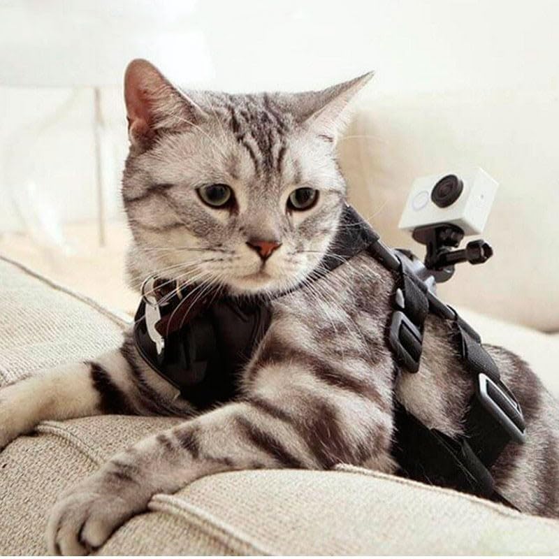 Image of YI Action Camera Small Brand Pet Harness