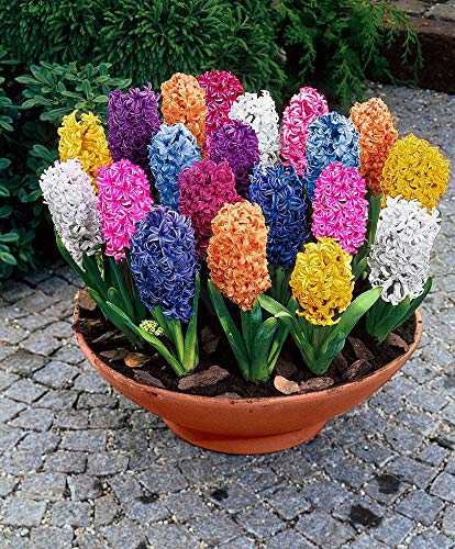 See full amazon price history chart for LIVE GREEN Hyacinth Flower Bulbs Pack Of 10 Bulbs ( Mix ), (LIVE-BULB01) LIVE GREEN Hyacinth Flower Bulbs Pack Of 10 Bulbs ( Mix ), (LIVE-BULB01) (B09RSZCNJL) Amazon Price History, Amazon Price Tracker