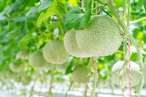 Miniatura 2 de Las mejores semillas de melón para cultivar (más de 100 semillas) - Hecho en EE. UU., Se envía desde Iowa - Hales Best Cantaloupe