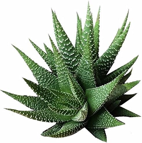 Haworthia 'Zebra Plant' White Stripe Aloe Spiky Succulent (2 inch)