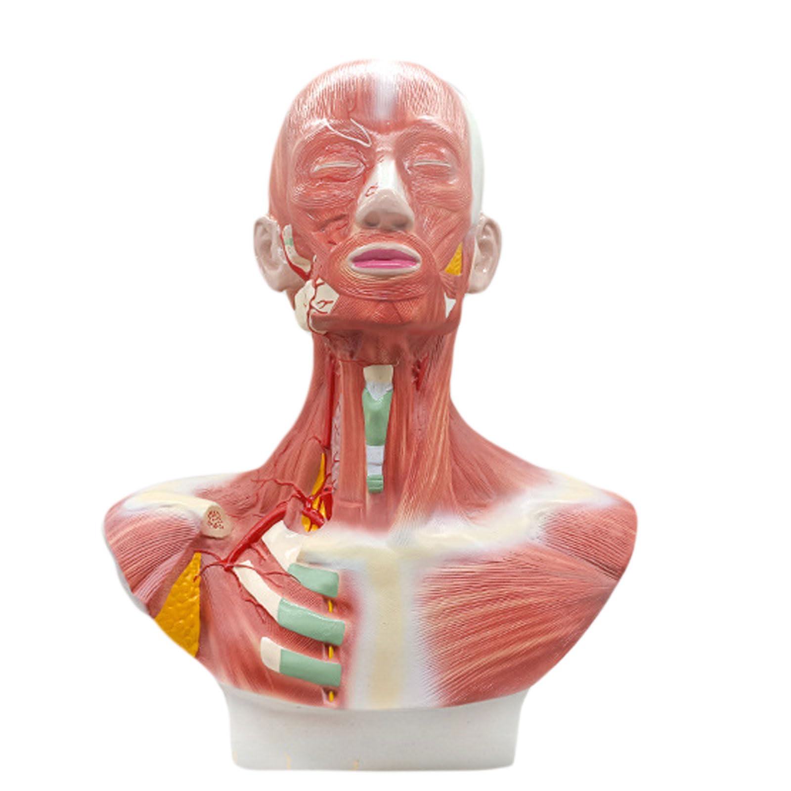 KJMWXOP Human ?Head And Facial Muscle Anatomy Model, Neck Head Chest Muscle Anatomical Model for Training/Learning/Drawing at Rehabilitation Center, Medical Institute, Nursing School