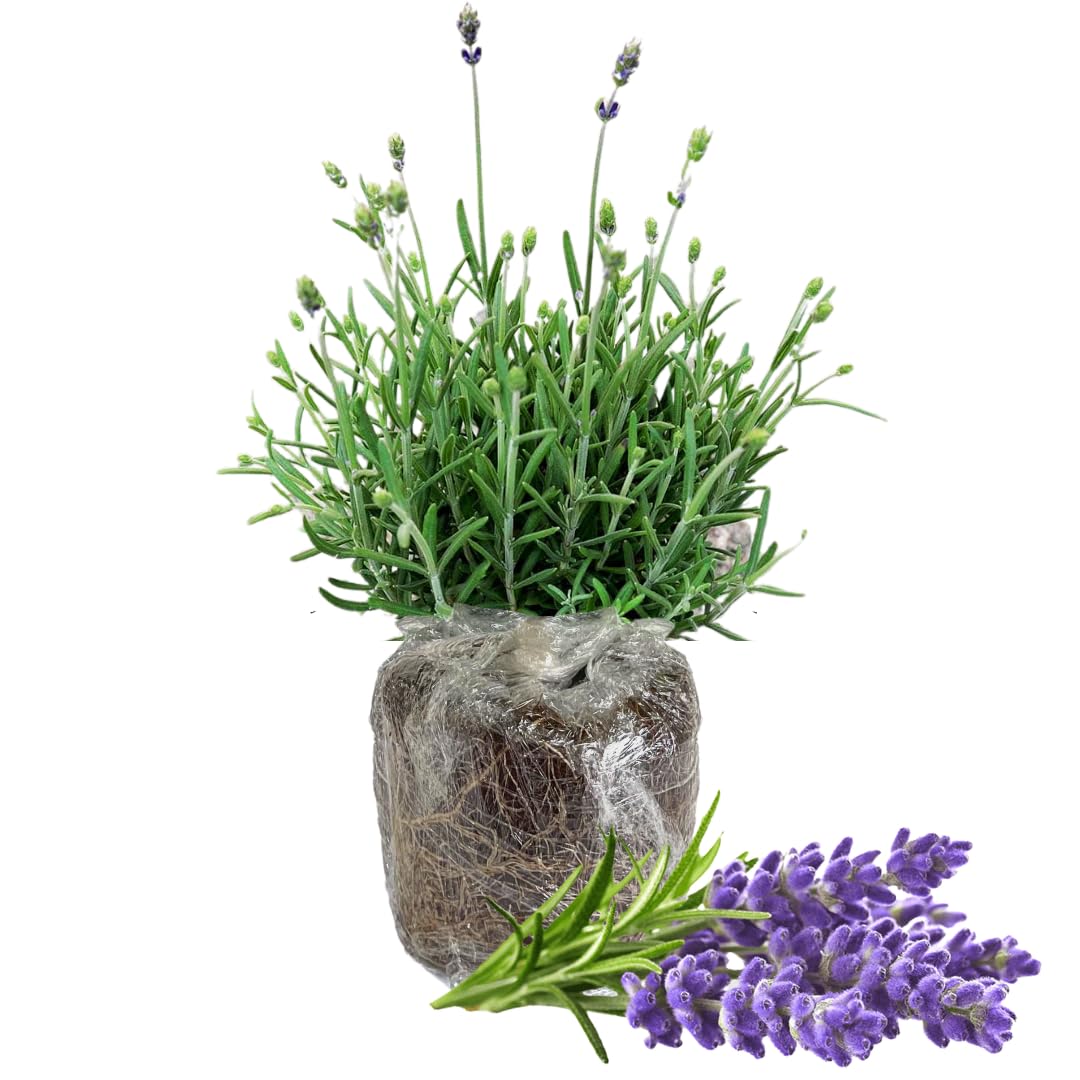 yellow lavender plants Duranta Gold Mound Flowering Shrub (Tiny Lavender Flowers) in 10 in. ( –  OnlinePlantCenter