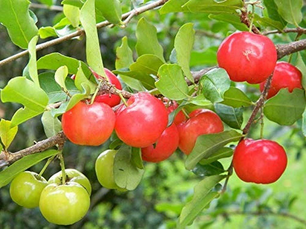Creative Farmer Live Plant Acerola Cherry Fruit Barbados Cherry, Malpighia Emarginata On Polybag (West Indian Cherry) Evergreen Tree (1 Healthy Live Fruit Plant) (B08Q8M478N) Amazon Price History, Amazon Price Tracker